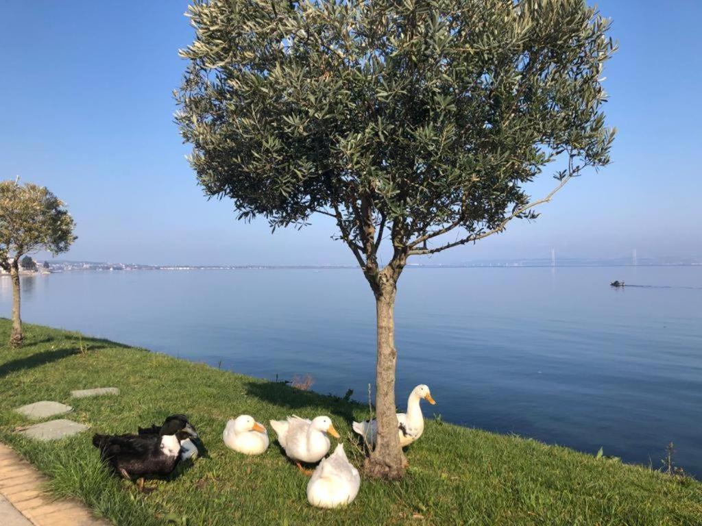 Blue Pier Hotel Kocaeli Ngoại thất bức ảnh